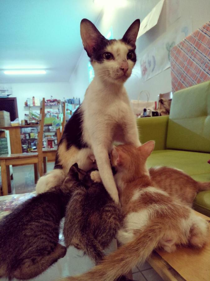 Cat Japanese Only At Uh Huh House Hostel Cebu Buitenkant foto