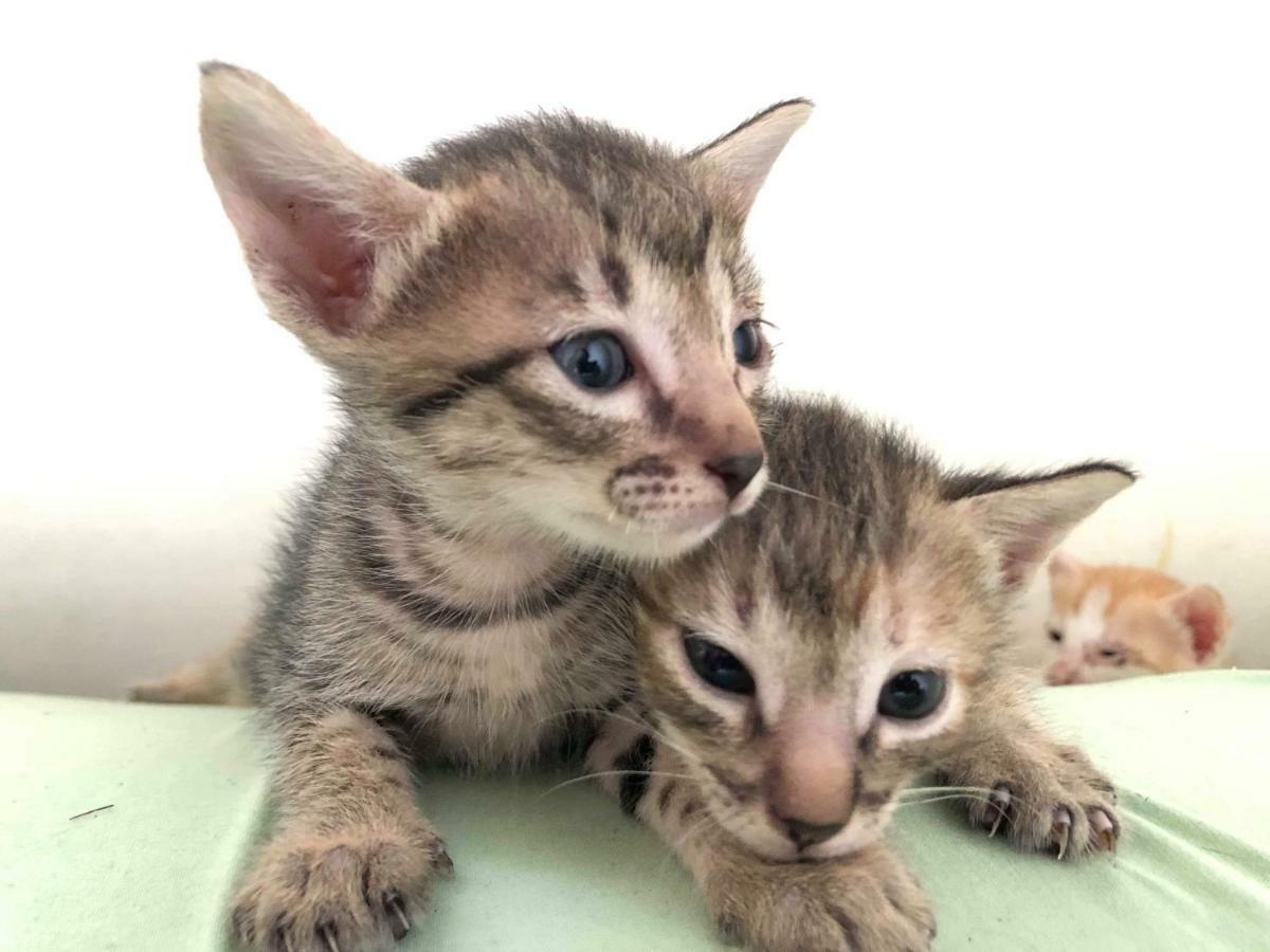 Cat Japanese Only At Uh Huh House Hostel Cebu Buitenkant foto